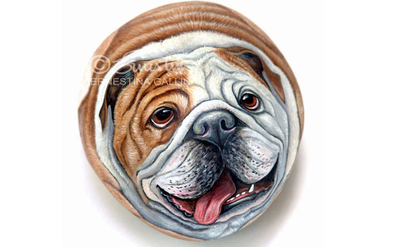 Bull dog su pietra