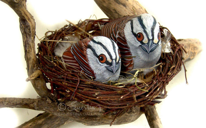 sassi dipinti Passeri nel nido