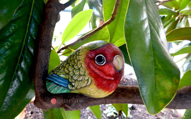 pappagallo dipinto sul sasso
