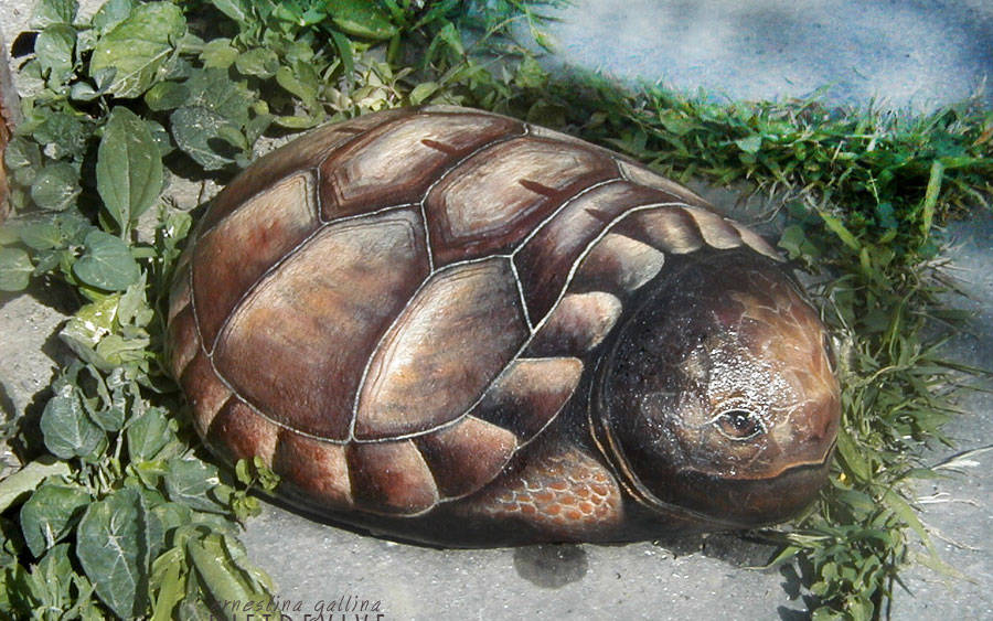 Tartaruga gigante dipinta su sasso